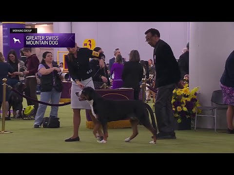 Alaskan Malamutes | Breed Judging 2026