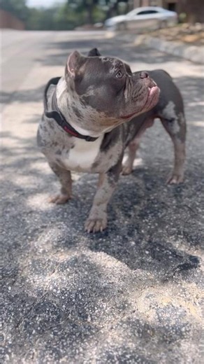 Kodak Turned Into A Whole Beast 😤💪 His Progress Is INSANE 🔥🐶
