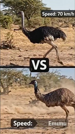 Ostrich vs Emu Ultimate Bird Comparison | Speed, Size, Eggs & Strength! #shorts #ytshorts