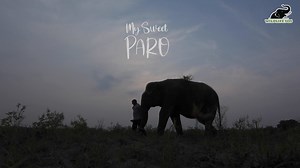 Here's the first glimpse of a magical journey - the loving bond between Suzy and her devoted caregiver, Baburam. "My Sweet Paro" showcases a bond so rare & precious that it has touched hearts far and wide. Watch the full movie premiering tomorrow only on our YouTube Channel! LINK > https://youtu.be/Ef6feUHlzh4 | Wildlife SOS