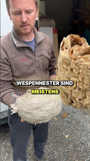 Hornissennest vs. Wespennest: Der direkte Vergleich! 🔍🐝 Hier zeigen wir es euch!