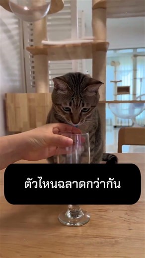 ตัวไหนฉลาดกว่ากัน