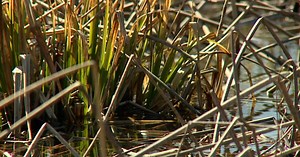 Toxic wasteland to fertile wetland: Transformation at former dumpsite complete at CVNP