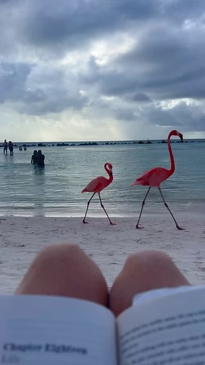 Which of these Aruba adventures would you be most excited to try? 🇦🇼 Renaissance Island: Our favorite part of our trip was probably Flamingo Beach at Renaissance Island, a private island where you can watch wild flamingoes roam!🇦🇼 Eagle Beach: The beaches are legendary in Aruba and this one takes the cake - Eagle Beach is consistently ranked one of the top beaches in the world. 🇦🇼 Bushribana Ruins: You can actually walk right through the remnants of a once-thriving 19th-century gold mill, 