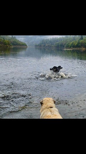 🚶🏻‍♂️🐕‍🦺🐕🥰🤩Malgré l’humidité les loulous n’ont pas hésité à prendre un bon bain dans le lac ! Encore une belle balade joyeuse ponctuée de jeu, de courses folles et tout ça dans une belle entente ! Merci à tous d’avoir répondu présent malgré le temps ! 🚶🏻‍♂️🐕🤩👏😍👍 | MY DOG School