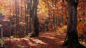 Autumn forest with leaves falling down in slow motion. Brilliant fall colors of a sunlit forest. Autumn nature footage