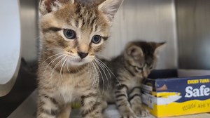 4.2K views · 64 reactions |  #WishListWednesday: Our tiniest...