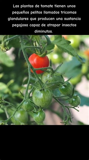 Datos de la naturaleza | Tomates: Los Depredadores Inesperados del Huerto #datoscuriososdelanaturaleza #tomate #insecto #carnívora | Instagram