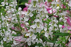 Rośliny: Angelonia Angustifolia - Lokalizacja, Pielęgnacja I Zimowanie | 2025