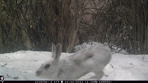 It's Hump Day, and that means another installment of our "Spring is in the Air" series, featuring various critters engaged in that most imperative of biological functions: propagation of the species. This week's entry showcases the antics of a pair of snowshoe hares during a marathon courting session. This video was compiled from five different motion-activated clips from the same trail camera, captured over the span of nearly six hours. Snowshoe hares are largely nocturnal/crepuscular, but beco
