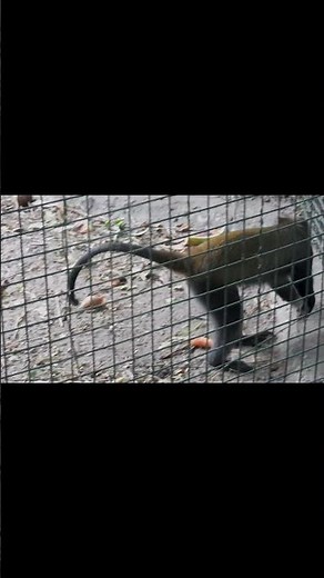 Blue Monkey . Short video 4K-UHD Birds Photography | Wild Video | Wildlife Animals , Sabasaba 2025