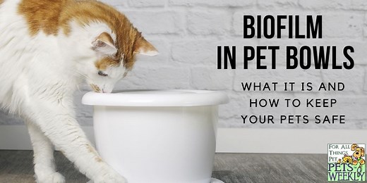 Biofilm on Pet Bowls