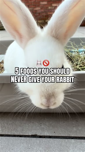 5 Foods That Are Dangerous for Your Bunny