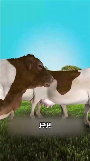 كم عدد الأبقار التي تستهلكها ماكدونالدز يومياً #معلومات #قصص