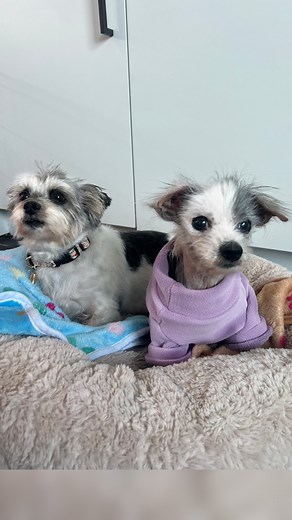 Pippa and Polly Urgent Medical Issues 😳 | Rocky Kanaka