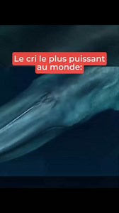 🐋 La baleine bleue est l'animal avec le cris le plus puissant au Monde... c'est un véritable monstre des océans. #Baleinebleue #océan #mystère | MIHEN MONDE