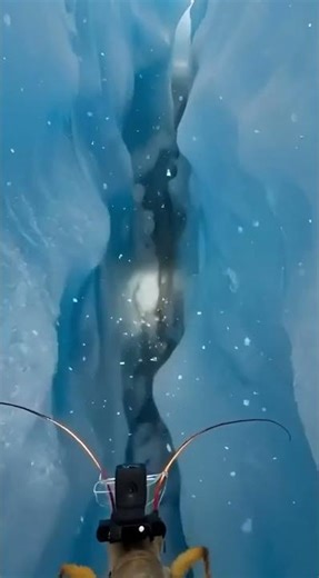 Scientists checks Ice Crawler (Grylloblattid) Navigating the Frozen Depths of a Glacier Crevice