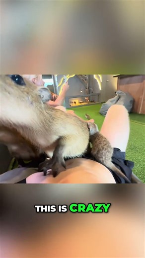 Heavenly Capybaras & Wild Meerkats: You Won't Believe What Happens! #shorts