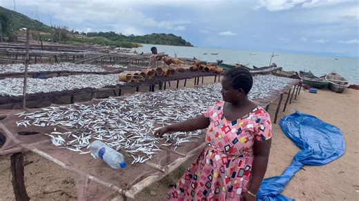 DAGAA NYASA: BIASHARA NDOGO, FAIDA KUBWA KUTOKA RUVUMA Fursa adimu ya biashara yenye mwendo wa haraka na faida ya uhakika imefunguka kutoka Wilaya ya Nyasa, mkoani Ruvuma—dagaa halisi wa Ziwa Nyasa, wanaotafutwa sana sokoni nchini kote. Biashara hii inakupa uhuru wa kuchagua: unaweza kuuziwa dagaa tayari kwa bei ya ushindani au kuunganishwa moja kwa moja na wavuvi hadi ziwani kwa ufuatiliaji wa hatua zote,uvunaji, ukaushaji na usafirishaji. Hii inakuhakikishia ubora, uaminifu na bei rafiki. Daga