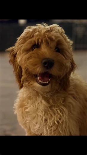 Fulltime job indeed … this little miss just loves exploring new places! Although at one point I thought she was gonna drag me in the water 🤣 #puppydog #adventures #cockapoo #smiles #fyp