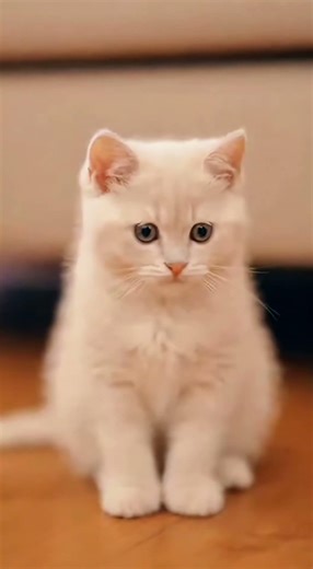 Tail Practice｜しっぽを追いかけて #cat #猫のいる暮らし