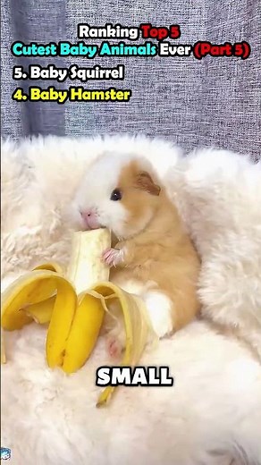Ranking Cutest Baby Animals Ever (Part 5)!