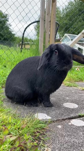 Angry Bunny Meme Comes Back with a Vengeance