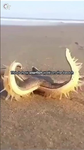This is how starfish walk on the beach