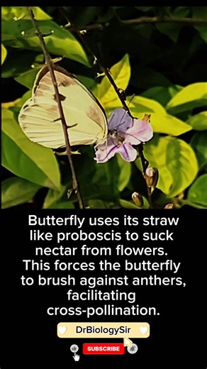 Butterfly suck nectar from flowers and leads the butterfly to pollinate the flowers #botany