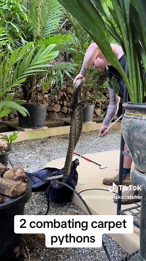 Combatting Pair of Big Male Carpet Pythons in Wulguru