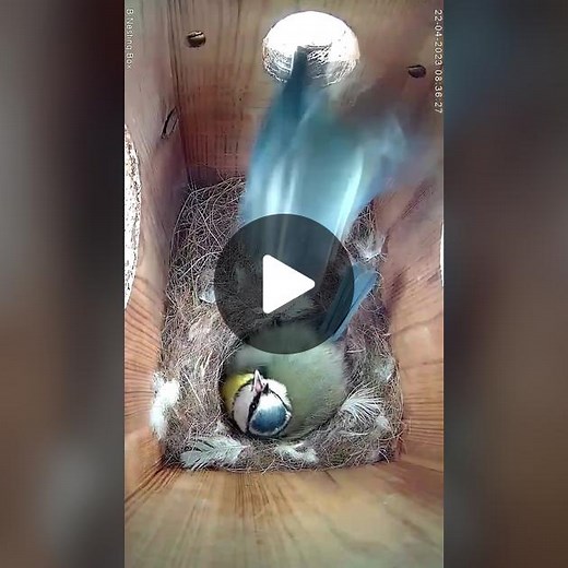 Green Feathers on TikTok