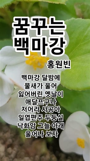 꿈꾸는 백마강 #홍원빈#이인권#트로트#1940 이인권 인생곡
