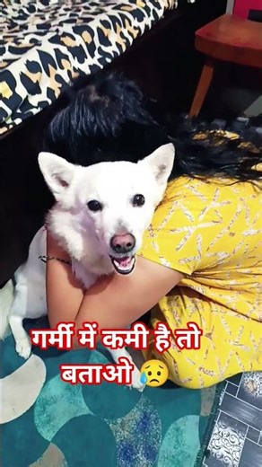गर्मी में कमी है तो बताओ 😥#funny🙏🏻🤔🤕😇🫣😂#pets#comedy#jokes#memes#cute#YouTube short#viral#dog