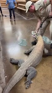 Komodo Dragon Escapes Enclosure on Top of Handler 😱 | We Love Pets