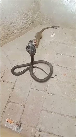 Cobra vs Mangosto - O clássico confronto do deserto 🏜.