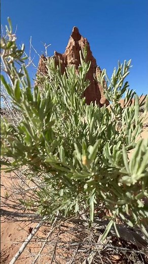 Everything to See in Capitol Reef in One Day