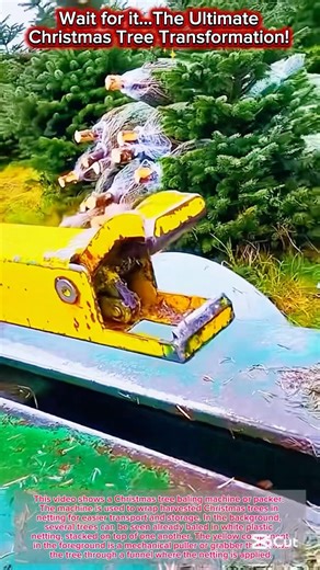 The Ultimate Christmas Tree Transformation! 🎄✨... Wait for it #shorts