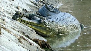 Protecting the endangered gharial crocodile