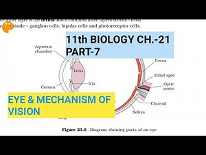 Class 11 Biology|Ch.-21 |Part-7||The EYE||Study with Farru