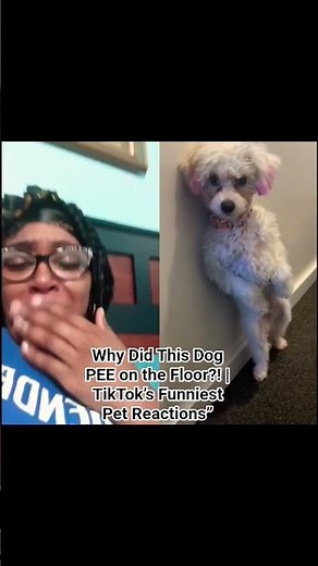 Why Did This Dog PEE on the Floor?! | TikTok’s Funniest Pet Reactions”#FunnyDogReaction, #TikTokDogF