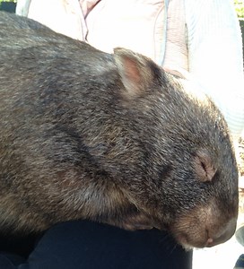 Adorable baby wombats grow up and successfully released into the wild