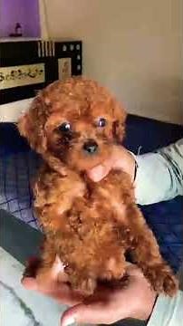 toy poodle puppet on sale