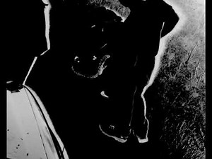 New camera could be game-changer in hunting pythons