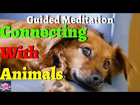 5 minutes Guided Meditation on Connecting With Animals