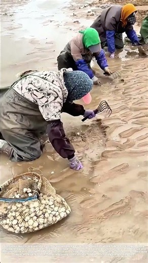Raking the Tide: How a Toothed Bar Pulls Clams from the Mud