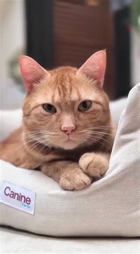 Garfield’s video game #CutePets #gaming