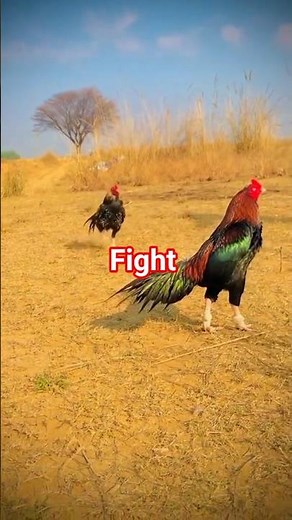 Aseel murge fight#aseelmurga #fighting#murga #rooster #chiken#birds#animals #aseel #mianwaliaseels