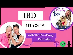 Irritable Bowel Disease In Cats: From Prevention to Help After Diagnosis