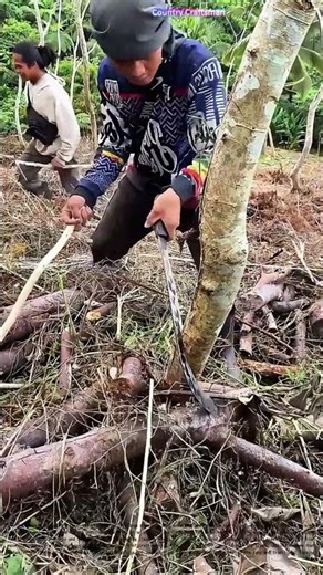 Farming Finesse: The Skillful Art of Tree Cutting with a Machete