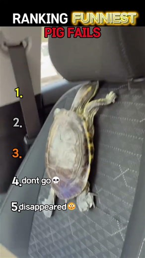 Ranking the FUNNIEST Turtle Fails!! 🤣🥹😂